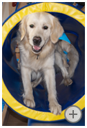 Therapiehund Balu