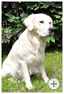 Therapiehund Carlson