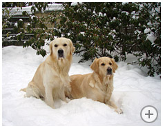 Carlson & Ronja, Februar 2010