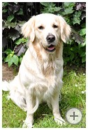 Therapiehund Ronja